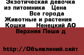 Экзотическая девочка из питомника › Цена ­ 25 000 - Все города Животные и растения » Кошки   . Ненецкий АО,Верхняя Пеша д.